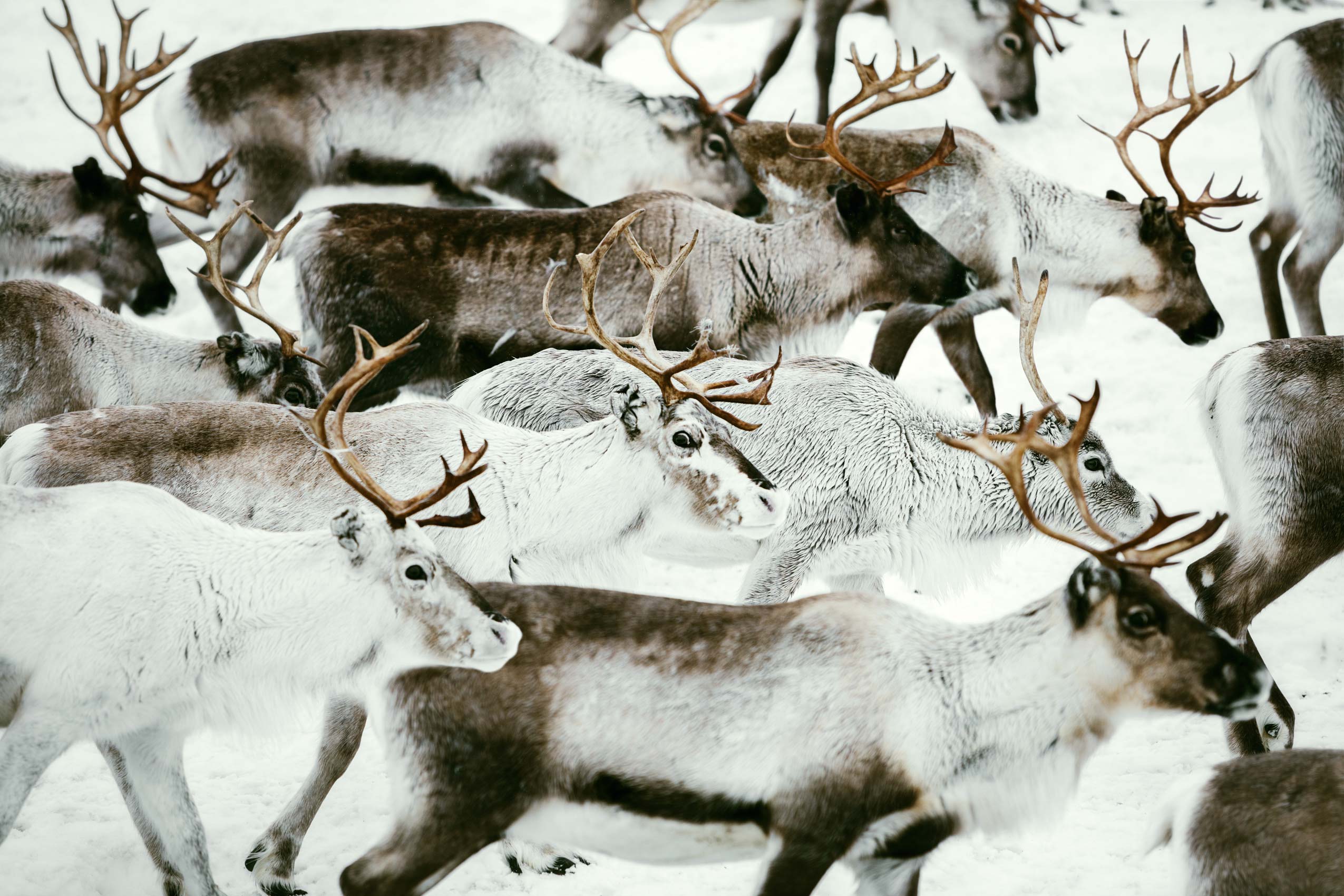 09_SwedishLaplandTourismBoard