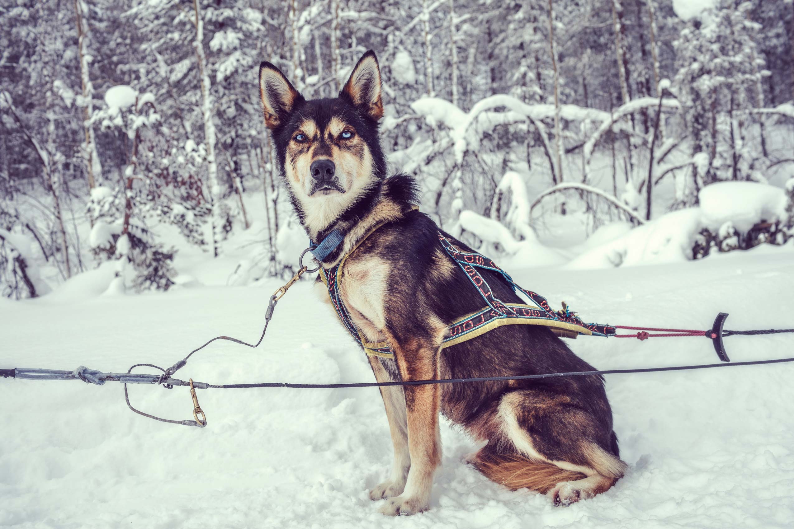 13_SwedishLaplandTourismBoard